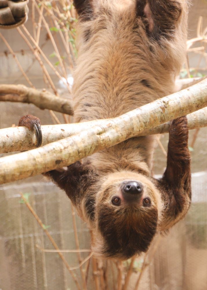 250429 paignton zoo linnes two toed sloth ria lr brenna cliff 3