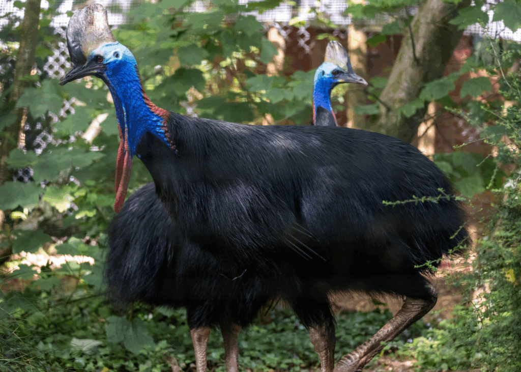 Paignton Zoo mixes their Southern Cassowaries, Twiggy and Madrid, in hopes of breeding
