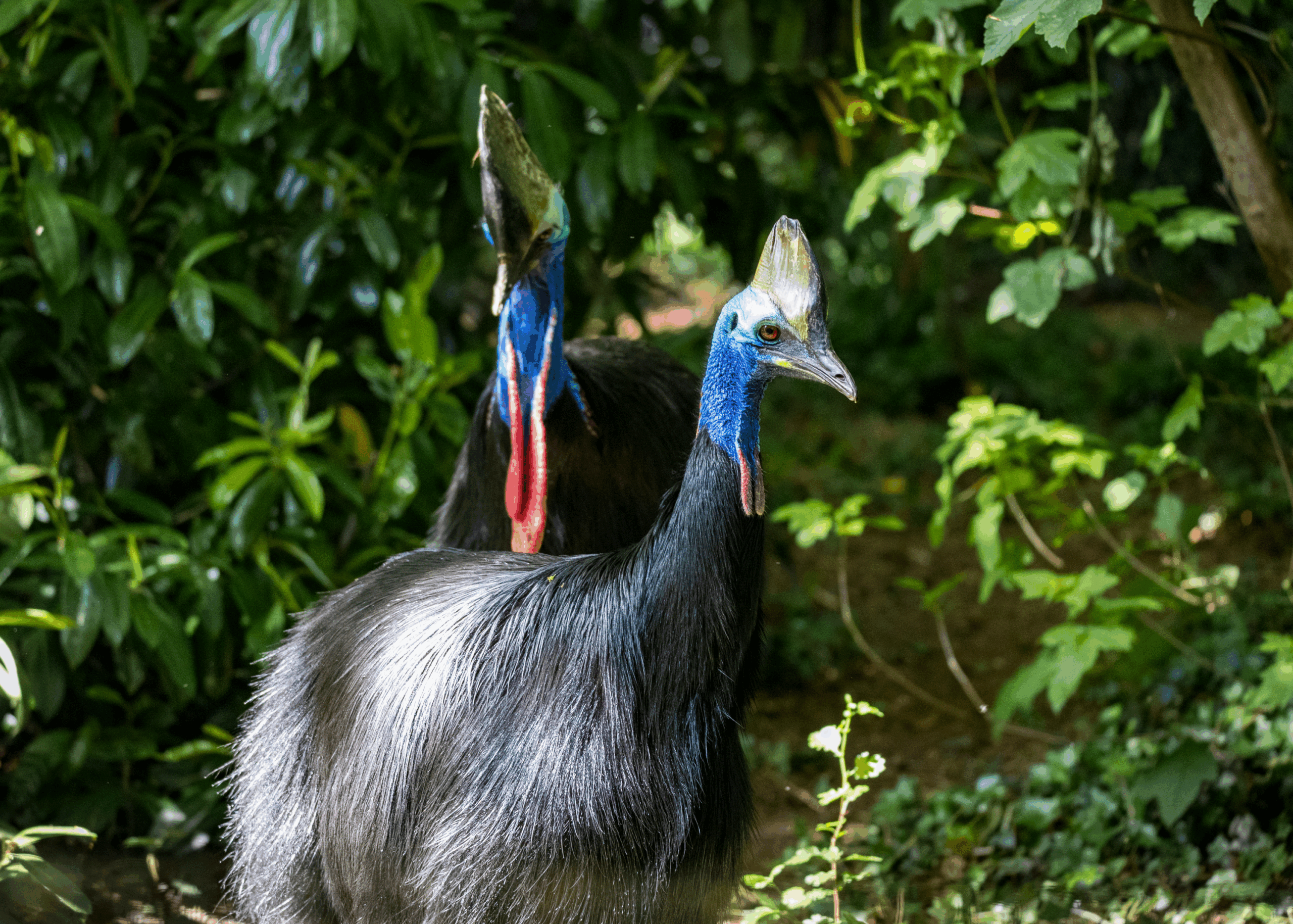 Paignton Zoo mixes their Southern Cassowaries, Twiggy and Madrid, in hopes of breeding