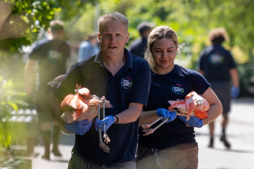 Bird curator Pete and keeper Lucinda carrying flamingos through Paignton Zoo