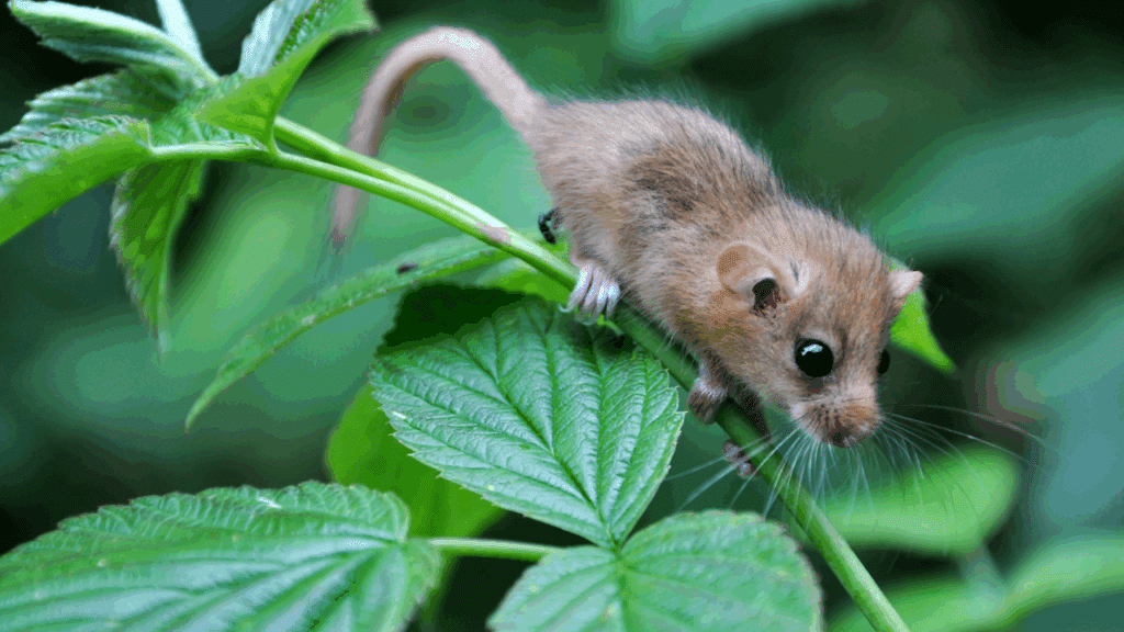Hazel dormouse creative commons Paignton Zoo 3