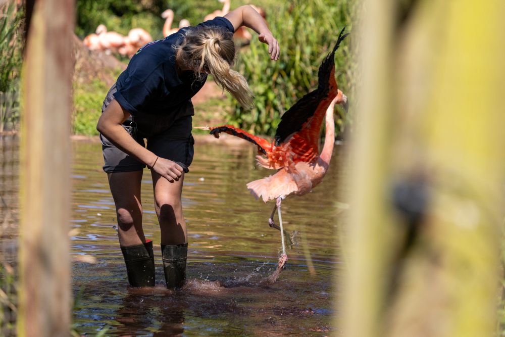 Keeper Bel watching excited flamingo dash into Paignton Zoo lagoon
