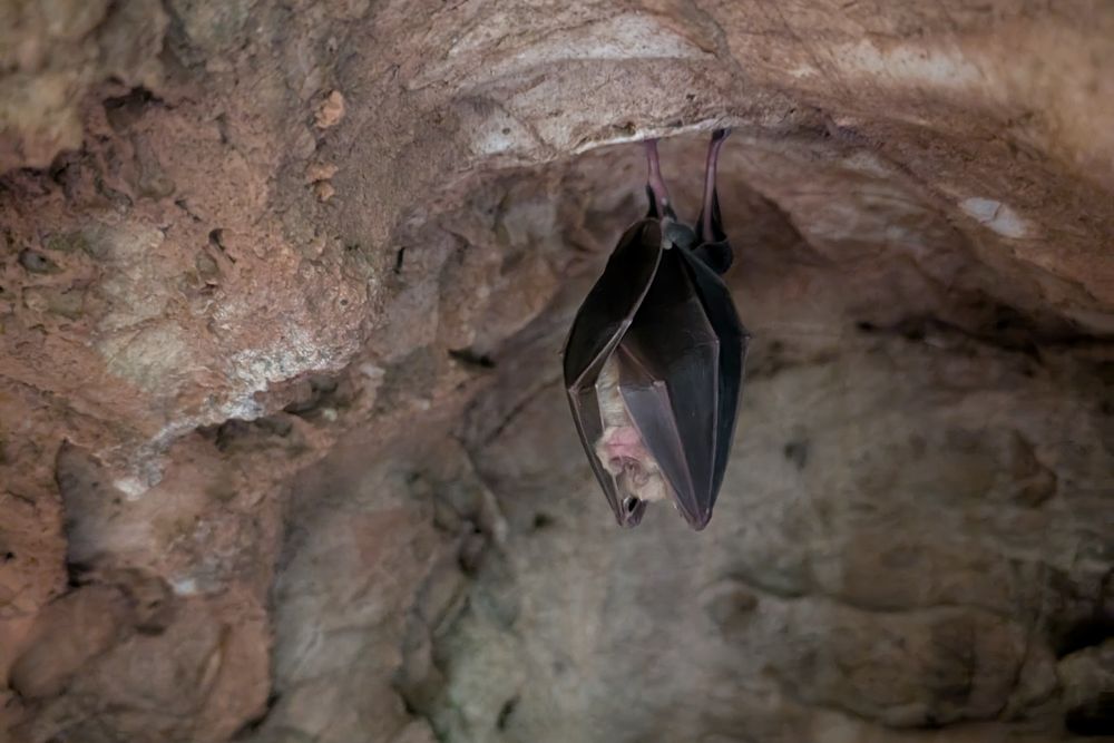 PAIGNTON ZOO TO HOST GROUNDBREAKING MYCELIAL ART INSTALLATION INSPIRED BY CAVES