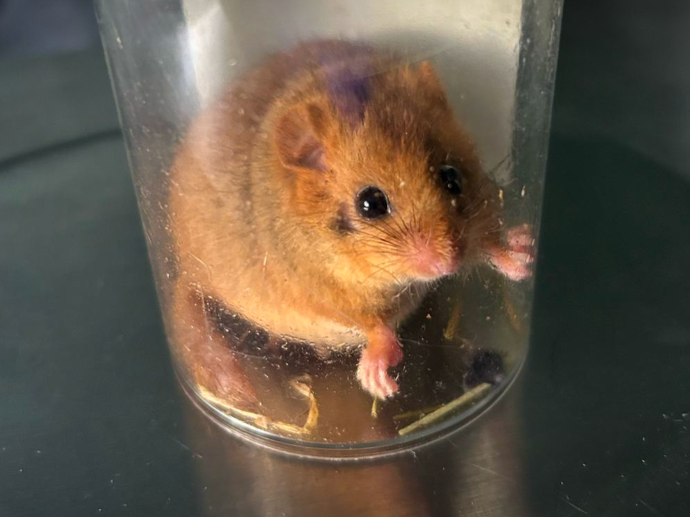 "Endangered hazel dormouse in transparent weighing tube at Paignton Zoo as part of the 2025 PTES reintroduction programme health checks.