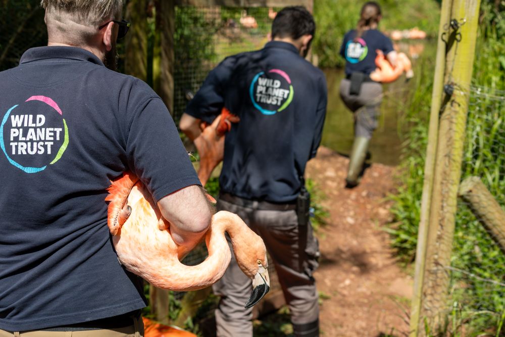 Paignton Zoo staff queuing with flamingos for lagoon release