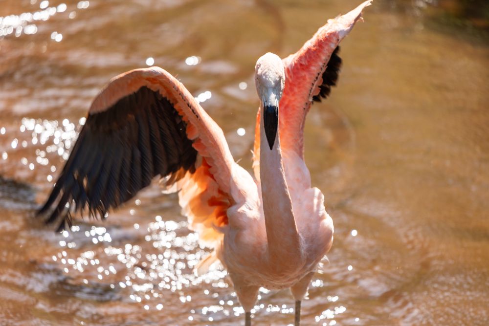 Chilean flamingo stretching wings in sunshine at Paignton Zoo lagoon