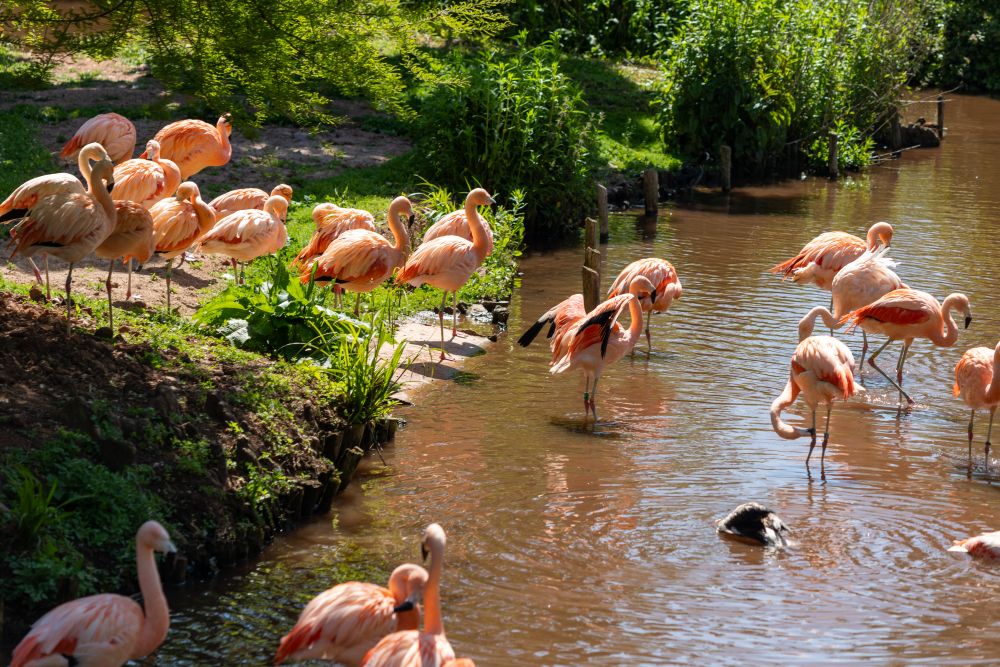 Paignton Zoo's complete flamingo flock back on their lagoon in sunshine