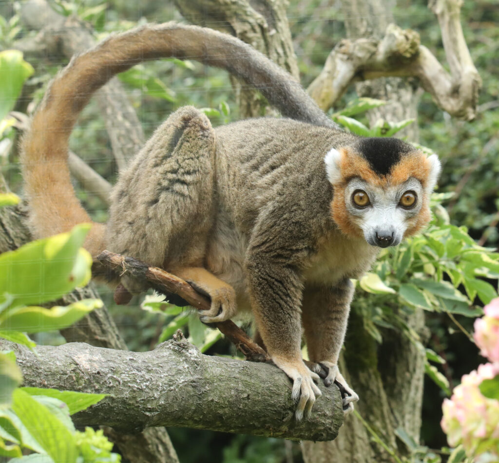 240628 nz crowned lemur hr miriam haas 11
