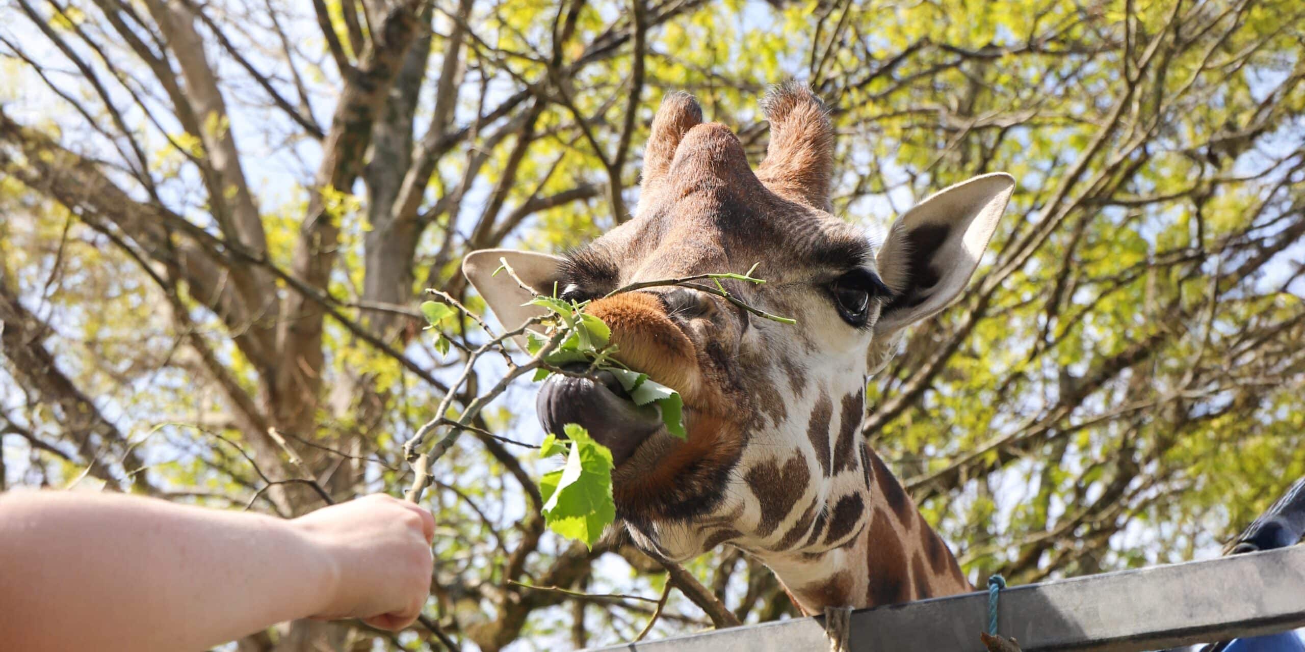 Animal experiences at Paignton Zoo