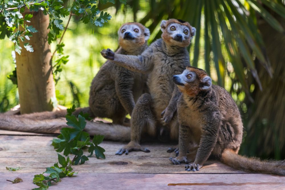 250618 Paignton Zoo Crowned Lemurs Laura Farah Adaci HR 23