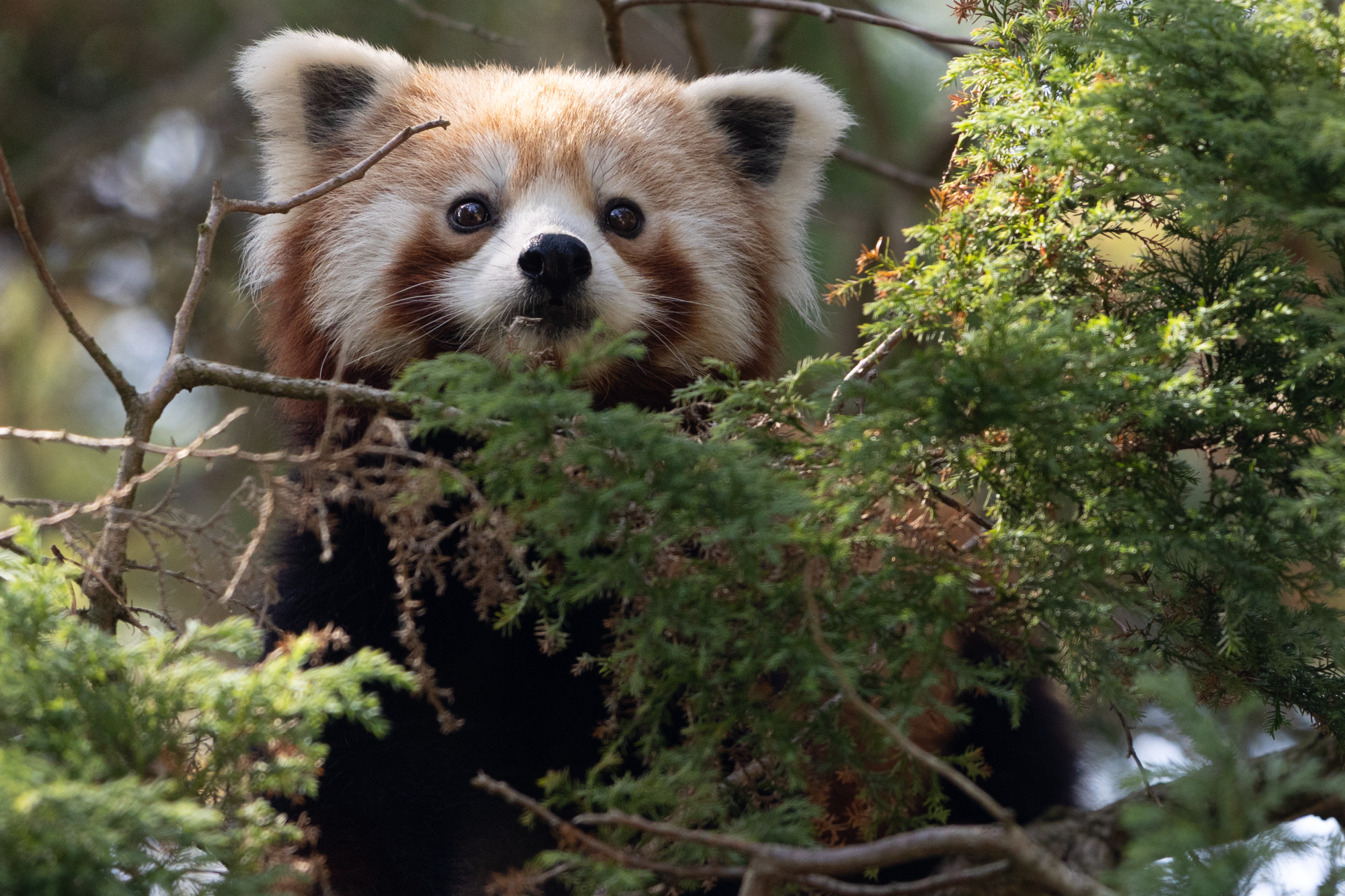 250619 Paignton Zoo Red Panda Farah Adaci LR 40