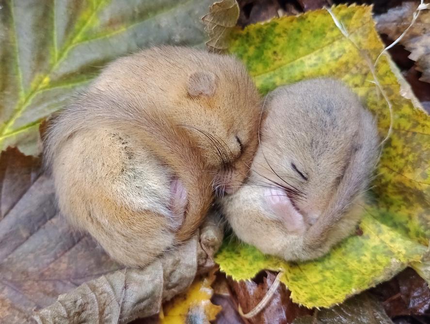 Hazel dormice reintroduction with PTES