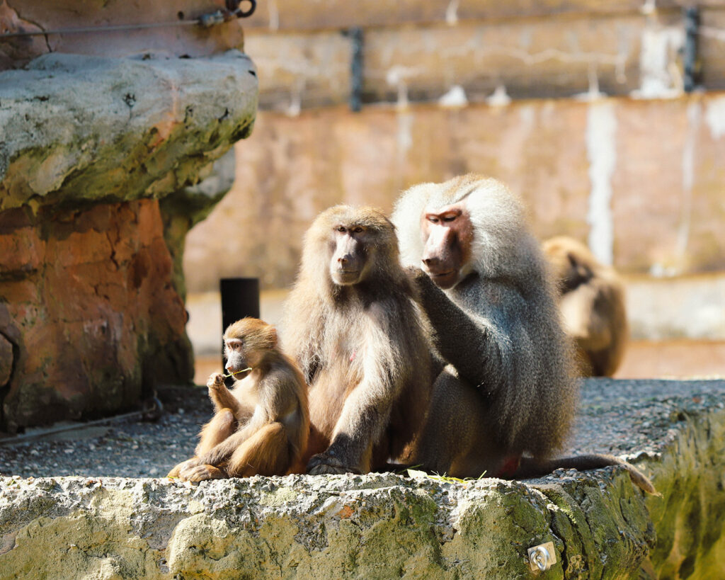 240417 PZ Hamadryas Baboon LR BC 02