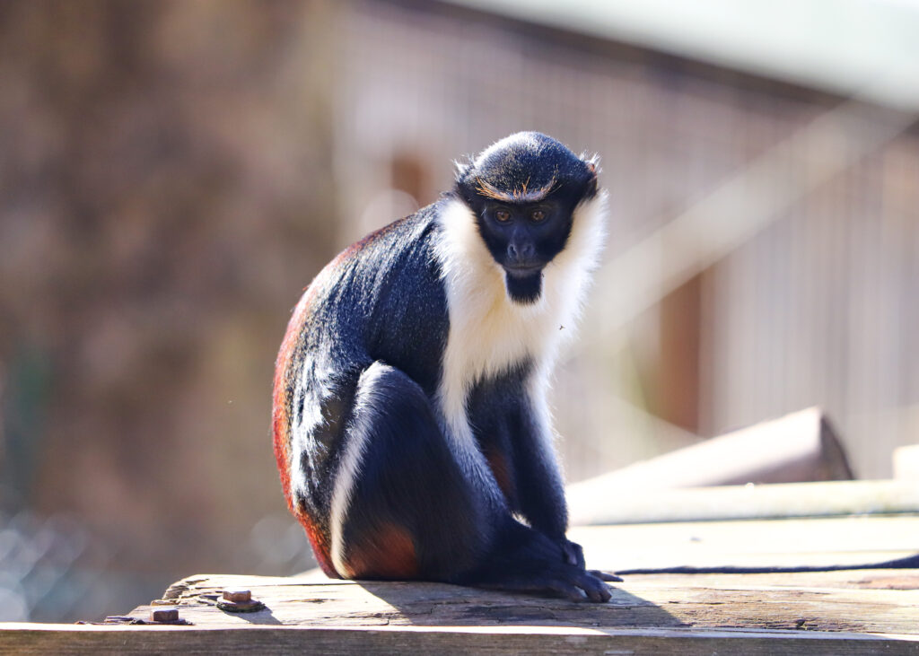 250227 Paignton Zoo Diana Monkey BC HR 3
