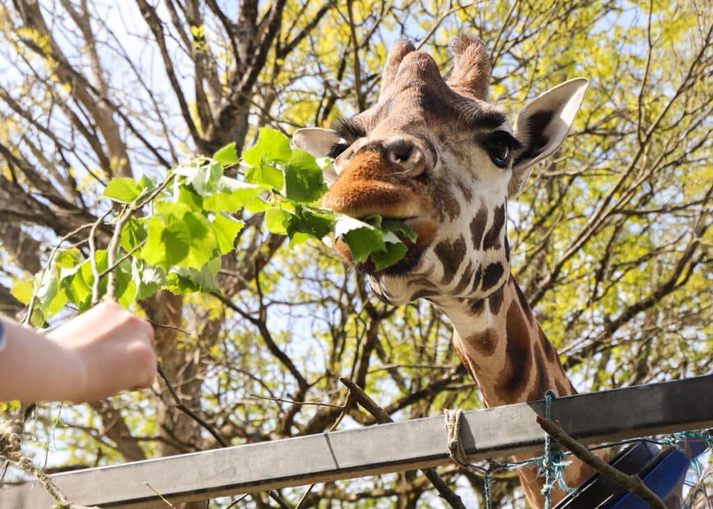250507 Paignton Zoo Giraffe Experience BC HR Landscape 1