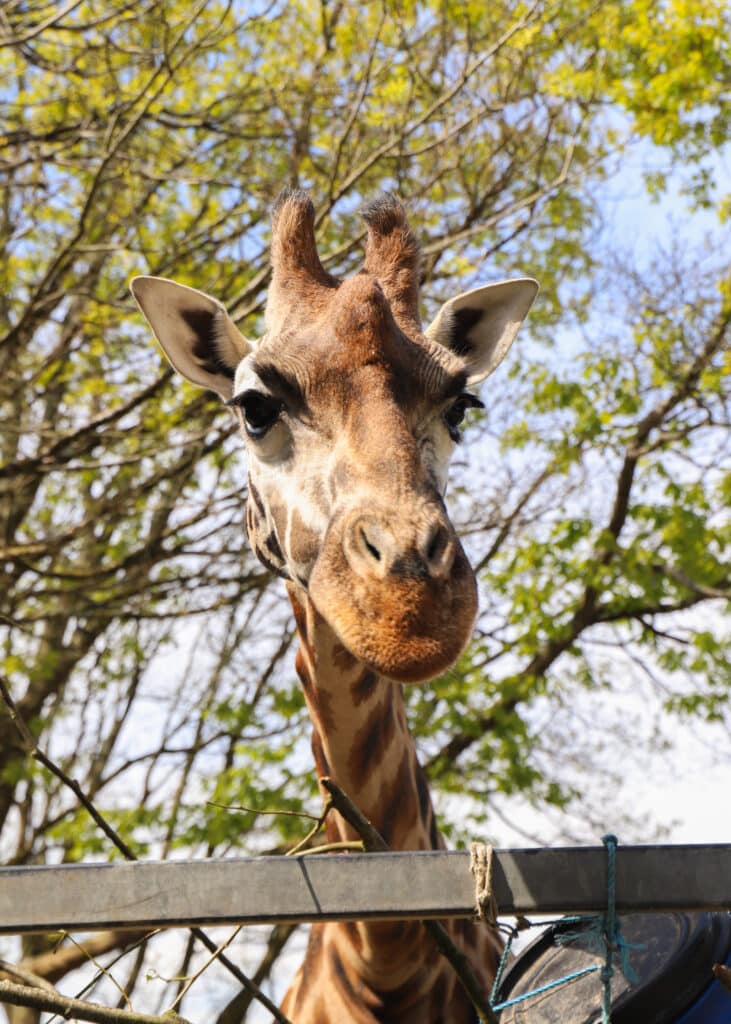 250507 Paignton Zoo Rothschilds Giraffe Eliska BC HR 6