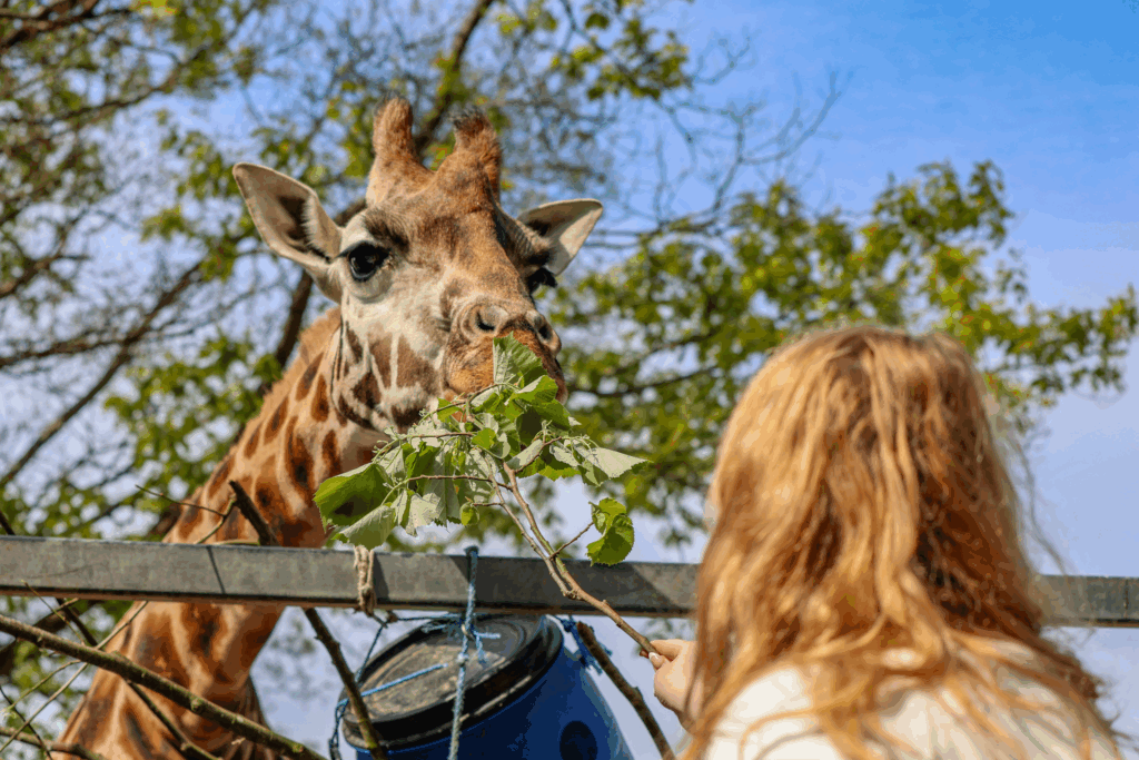 250507 Paignton Zoo Rothschilds Giraffe Eliska Farah Adaci HR 5