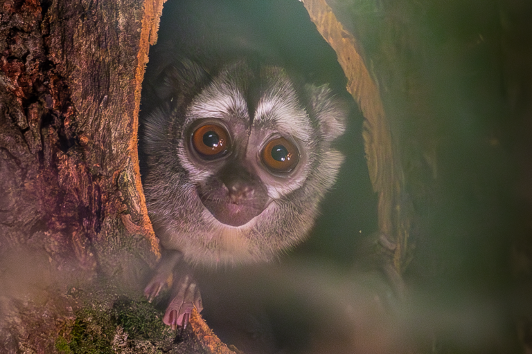 Douroucouli Diego in nest box at Monkey Heights at Paignton Zoo