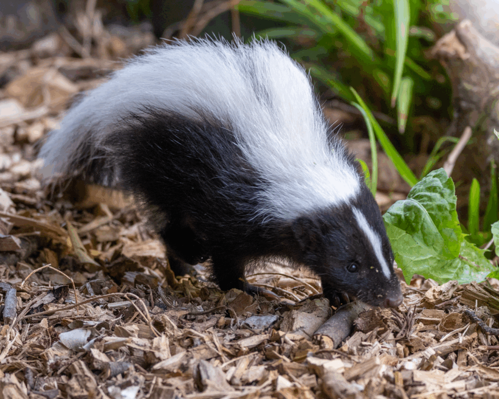 250708 Paignton Zoo Striped Skunks Farah Adaci HR 15