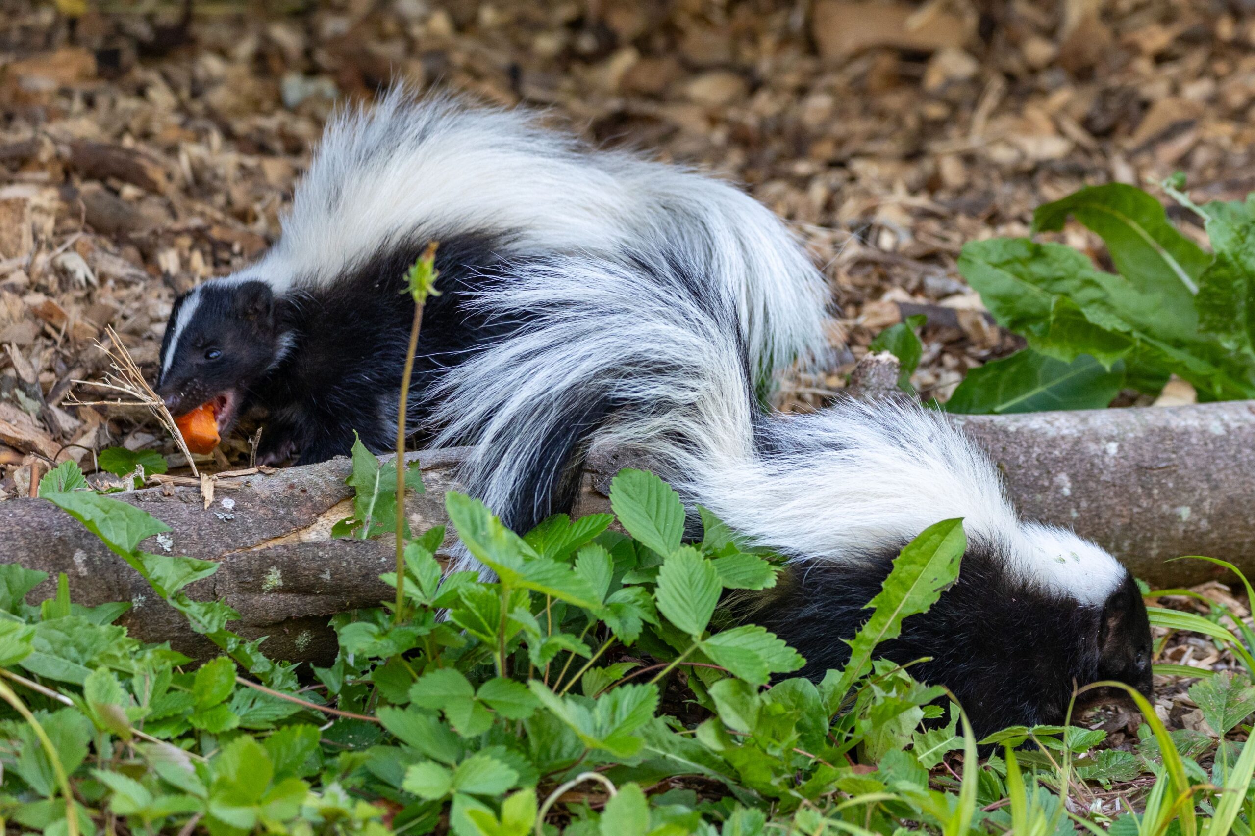 250708 Paignton Zoo Striped Skunks Farah Adaci HR 9 scaled