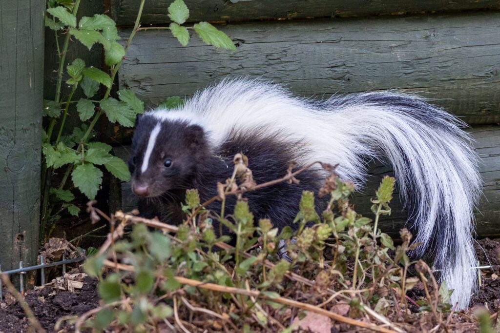 250708 Paignton Zoo Striped Skunks Farah Adaci LR 1