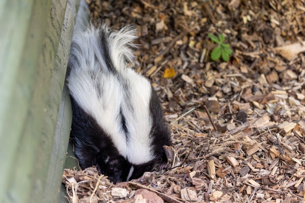 250708 Paignton Zoo Striped Skunks Farah Adaci LR 18