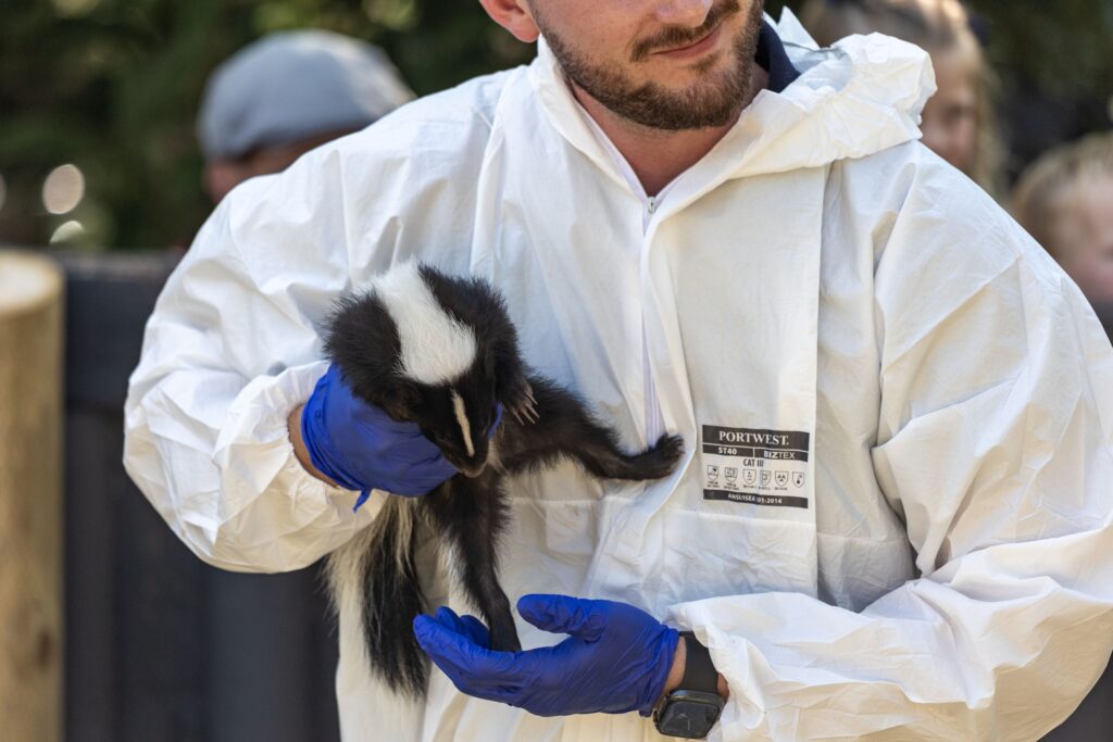 Keeper Liam conducting health check on striped skunk at Paignton Zoo