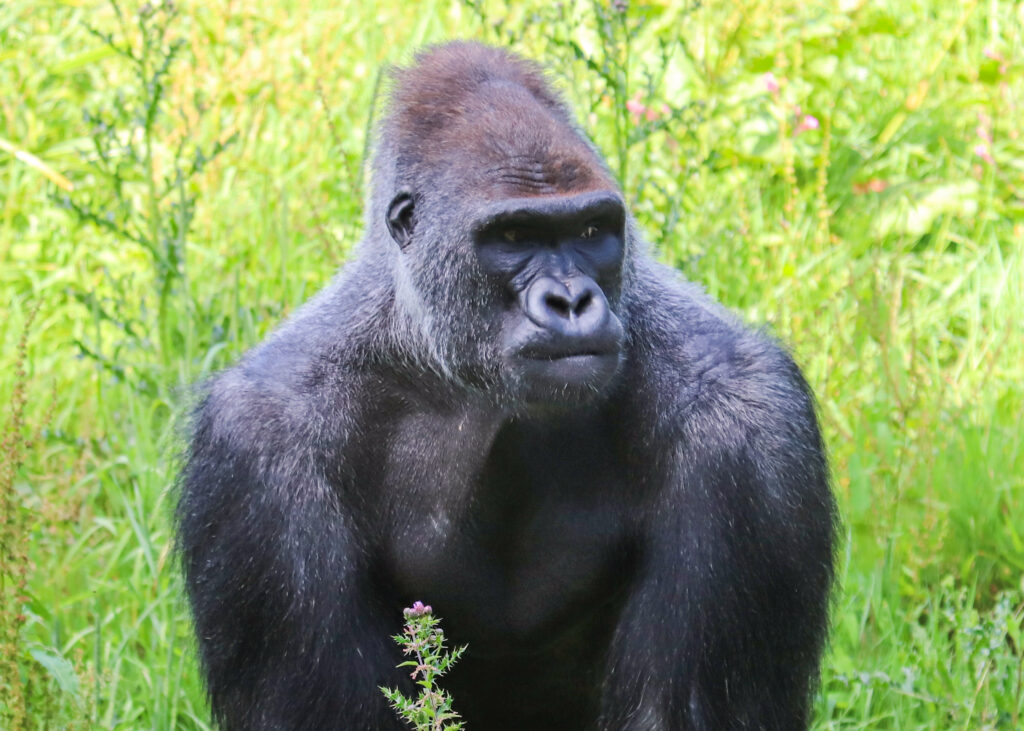 250710 Paignton Zoo Western Lowland Gorilla Kiondo BC HR 4