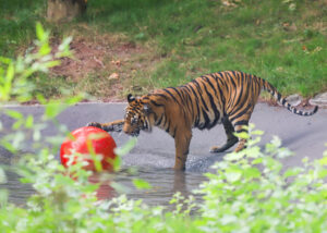 250717 Paignton Zoo Tiger Pool Renovation BC HR 10