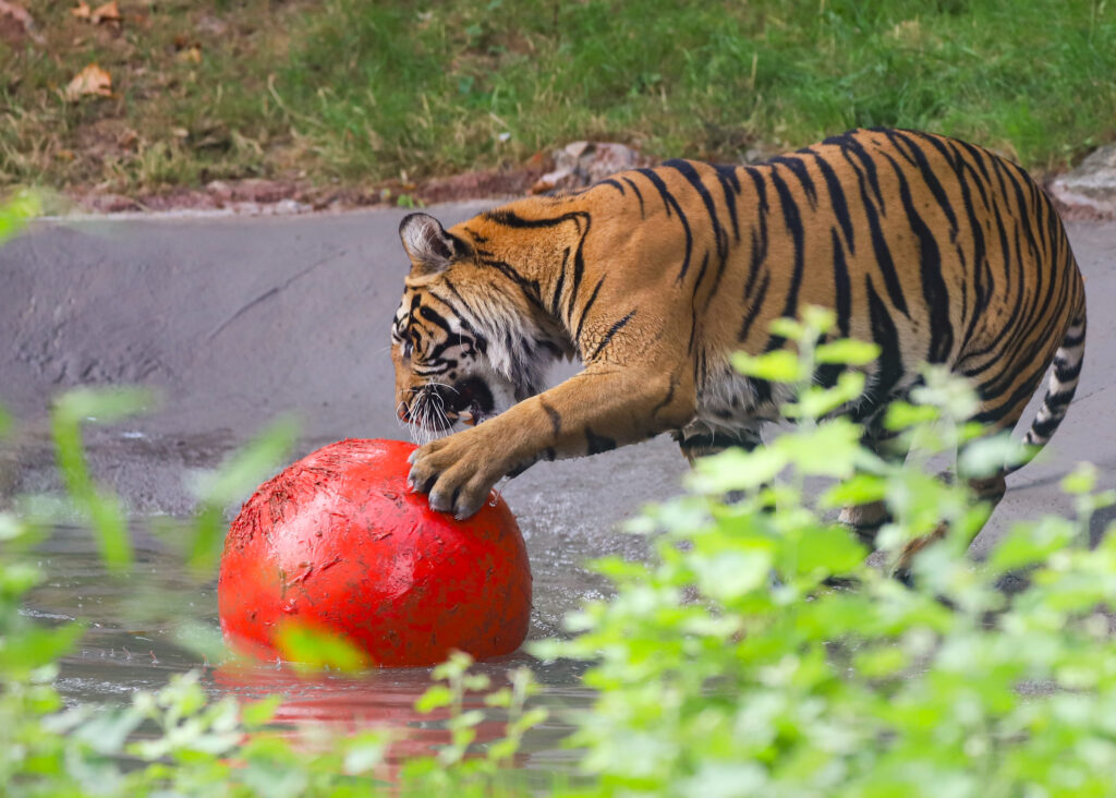 250717 Paignton Zoo Tiger Pool Renovation BC HR 4