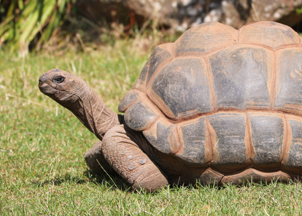 250723 Paignton Zoo Aldabra Giant Tortoise Dora BC HR 3