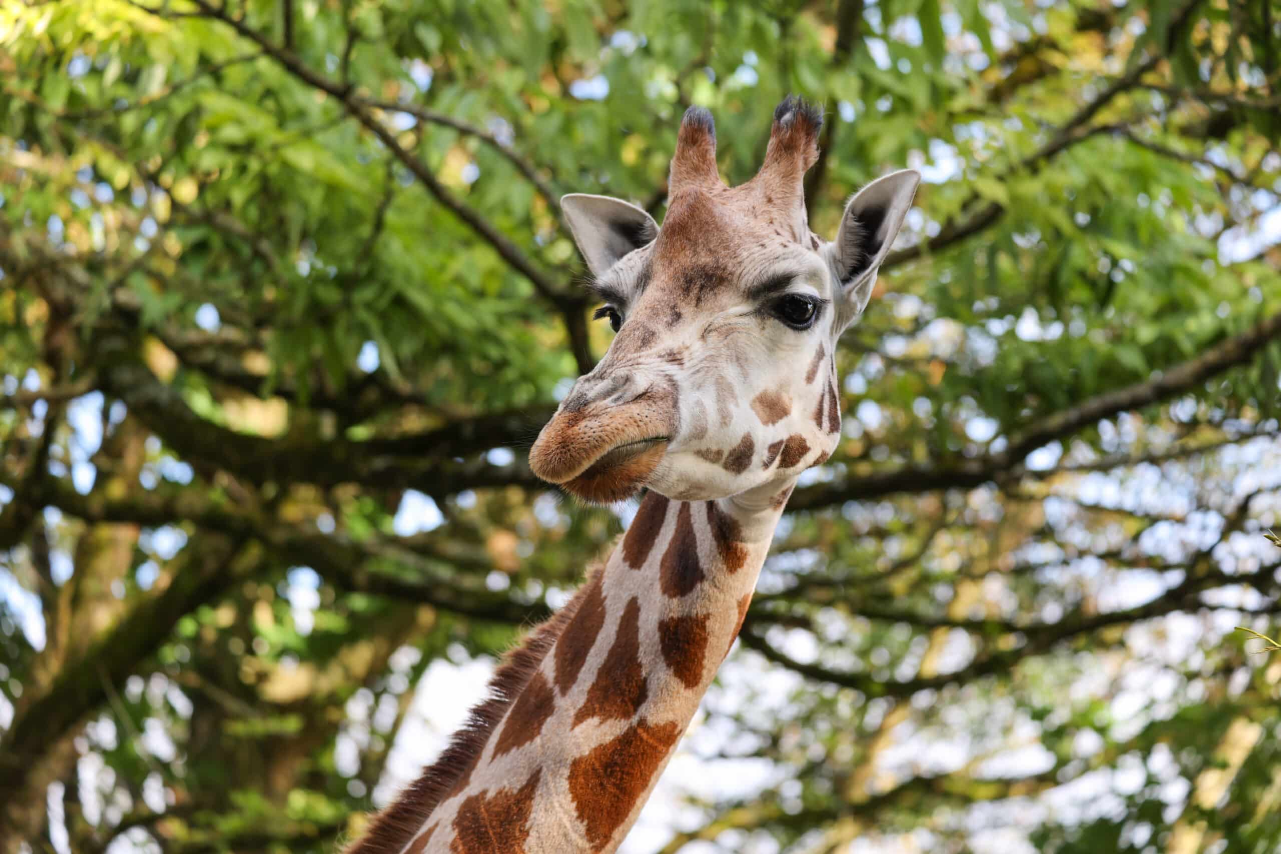 Room to Grow - Support Paignton Zoo's Giraffe Breeding Programme
