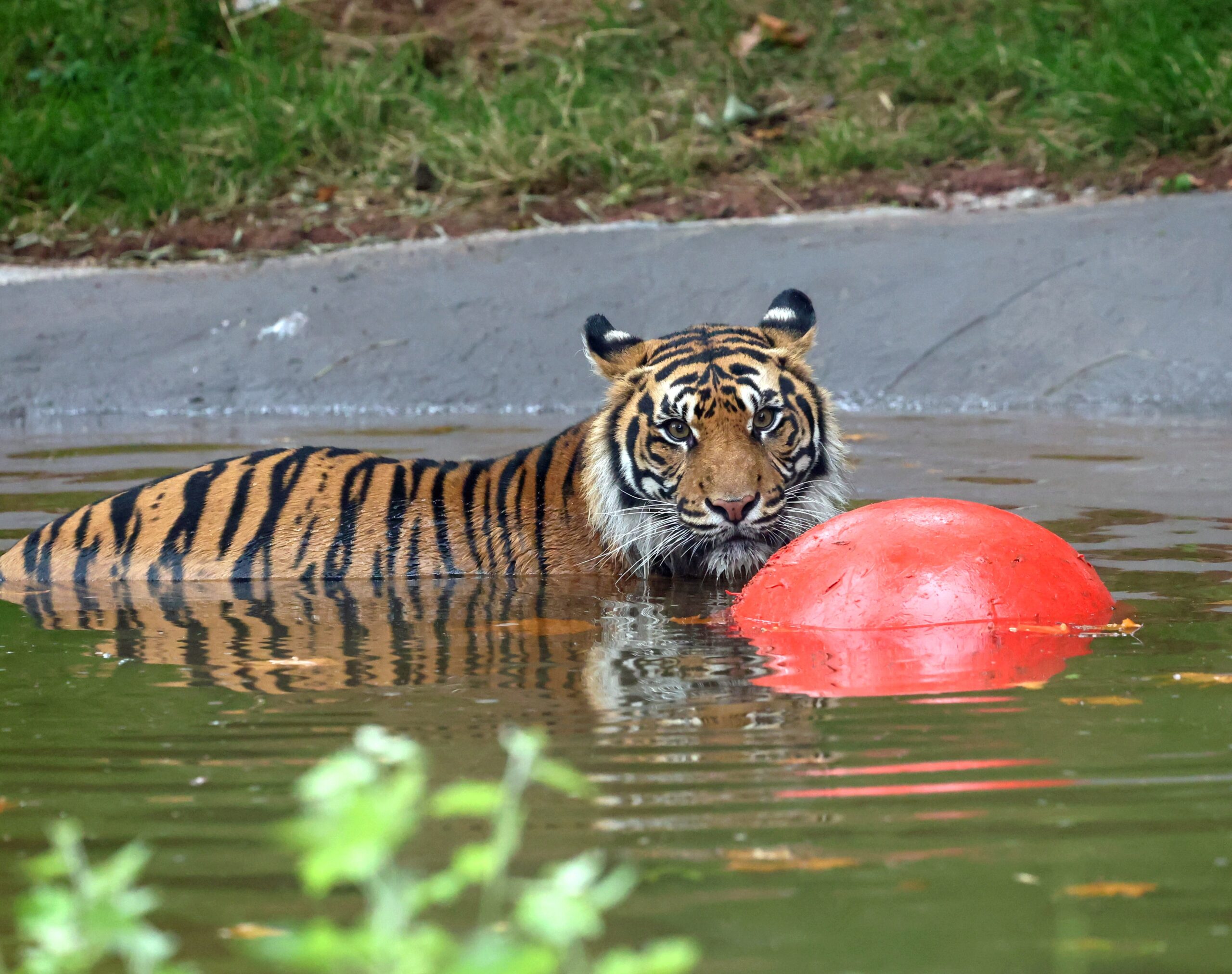 Paignton Zoo tiger pools restored by local brewery fundraising