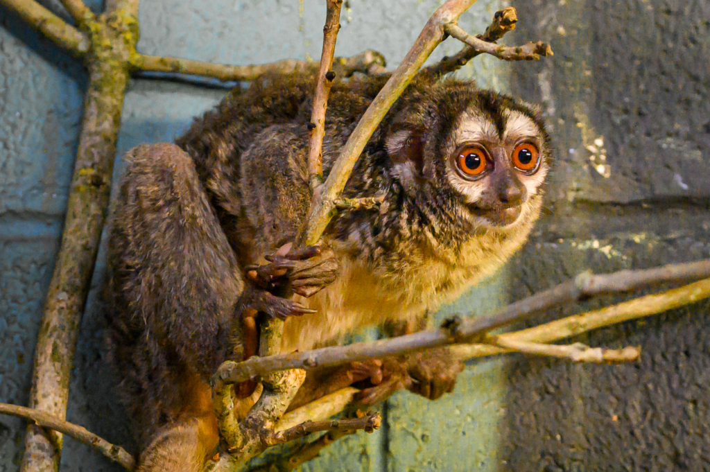 Paignton Zoo Douroucouli Folly Farm credit Megan Lee 1