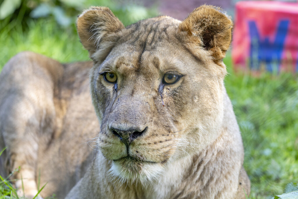 pz lion enrichment 11bday 08 23 hr 19