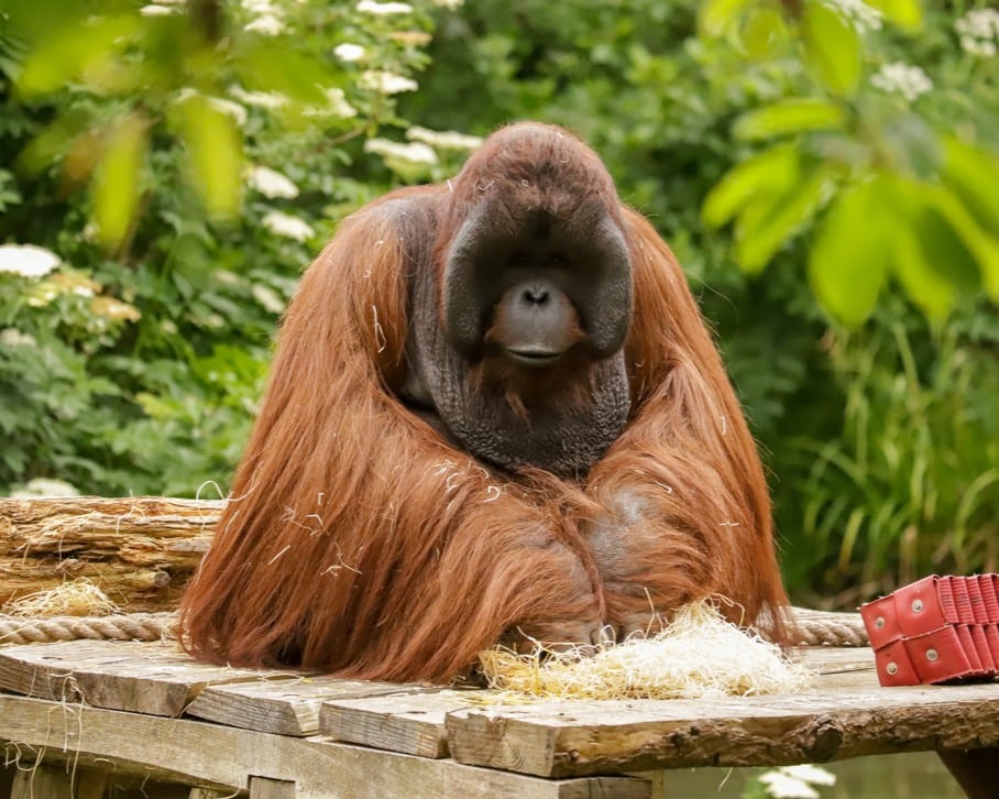230421 PZ Bornean Orangutan HR CC 04