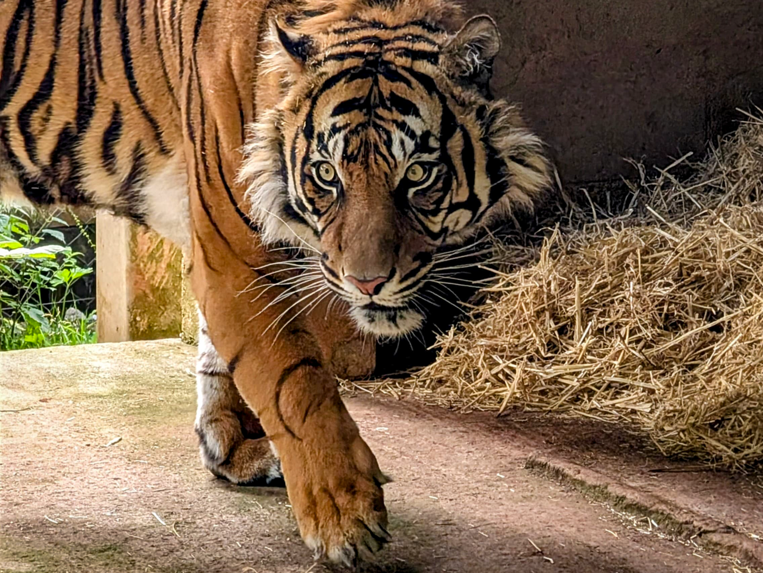 250630 Paignton Zoo Sumatran Tiger Male Owen Taylor 4 edited