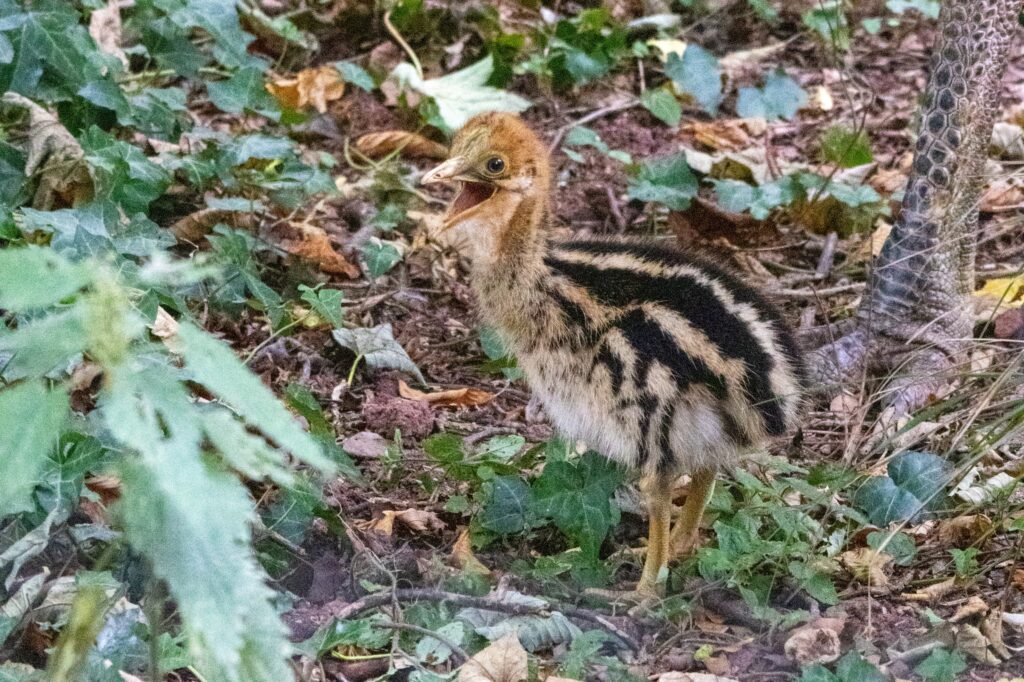 Close-up view of young cassowary chick at Paignton Zoo showing prehistoric dinosaur-like features and downy plumage, photographed by Owen Taylor