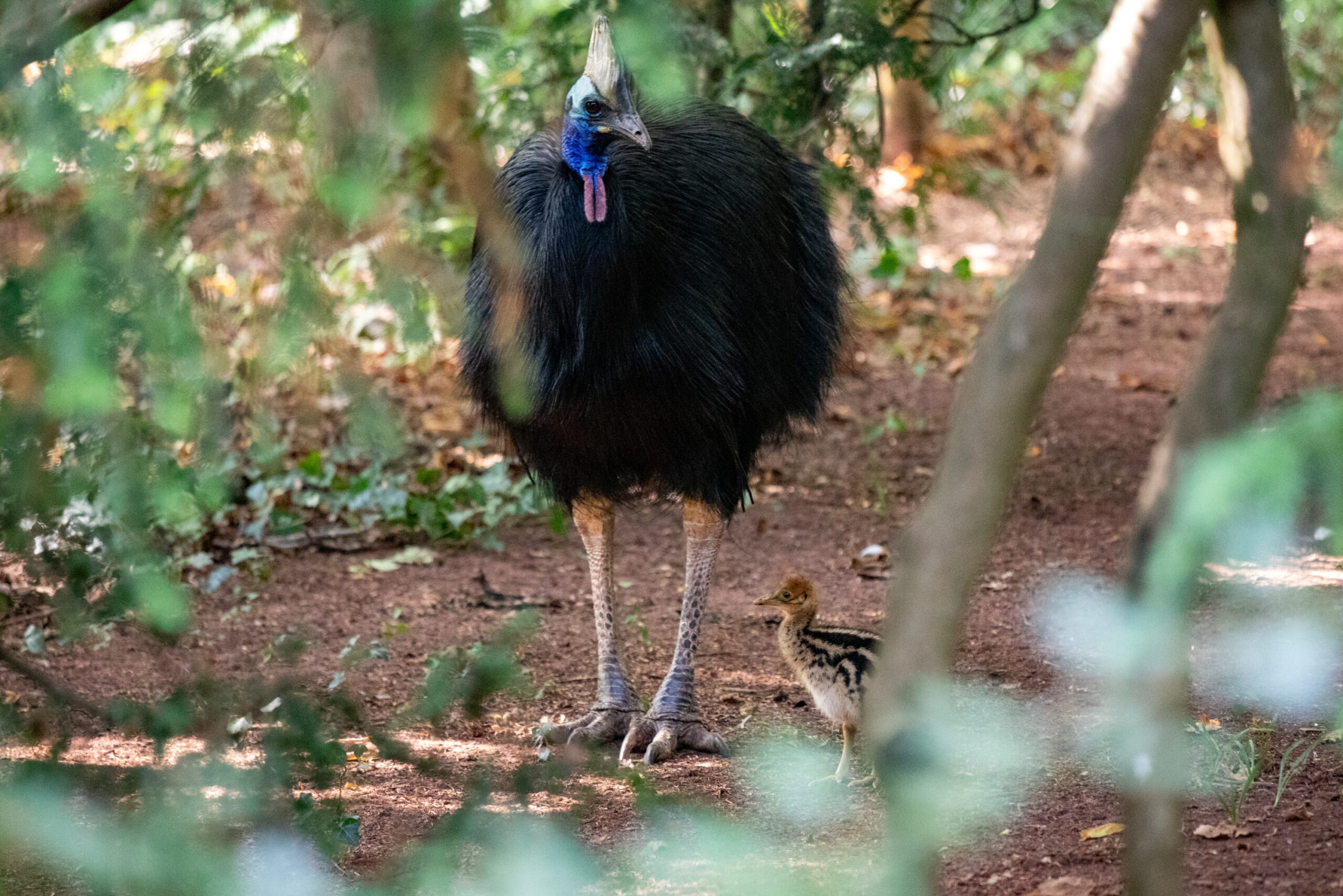 Male cassowary Madrid with his young chick at Paignton Zoo, showing the first cassowary born at the zoo in 21 years