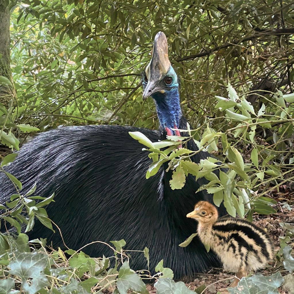 Male cassowary Madrid sitting down with his young chick standing close beside him at Paignton Zoo, photographed by birds keeper Jess Shillabear
