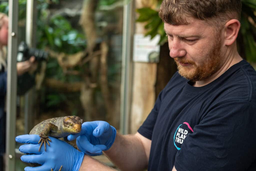 Zoo keeper with endangered lizard benefiting from zoo database for endangered species research