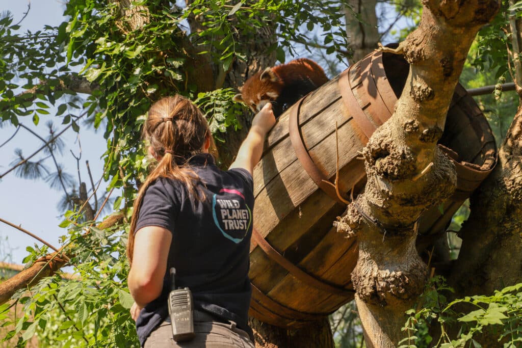 Zoo keeper with endangered species benefiting from revolutionary zoo database research