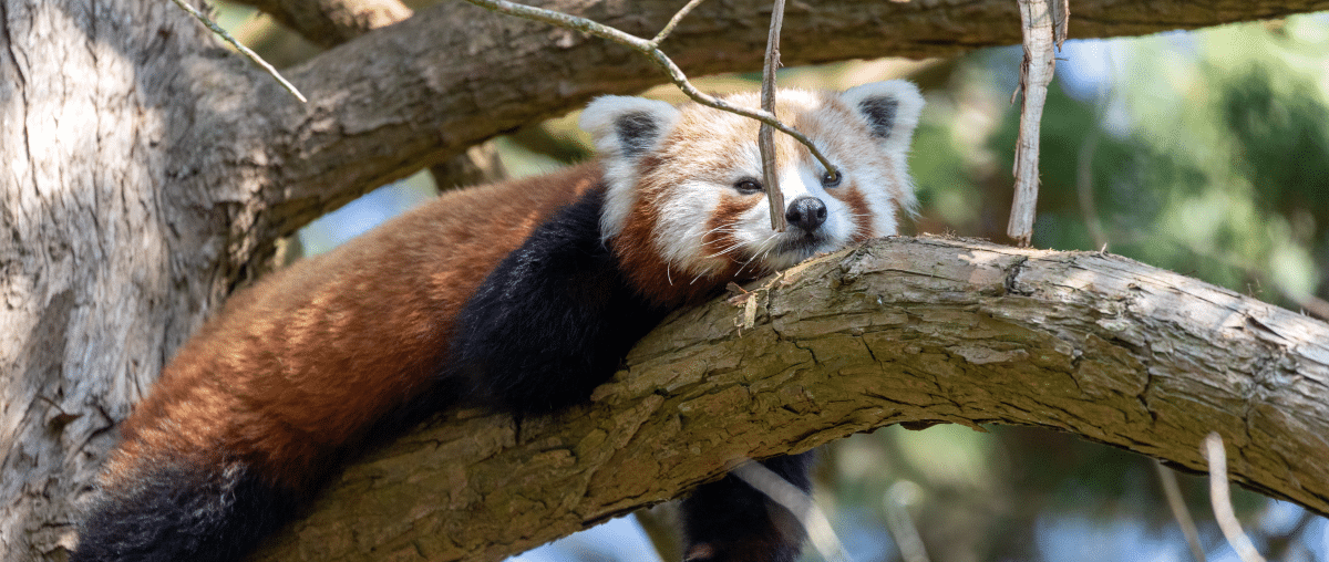 250619 Paignton Zoo Red Panda Farah Adaci HR 13 1