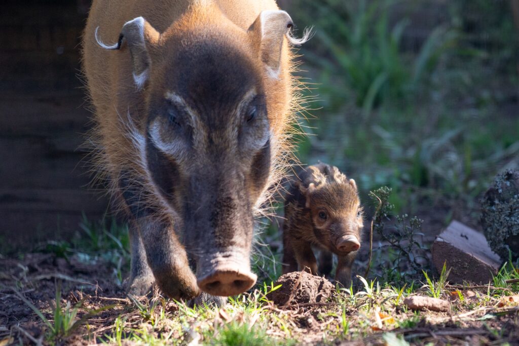 250922 Paignton Zoo Red River Hog Piglets Farah Adaci LR 11