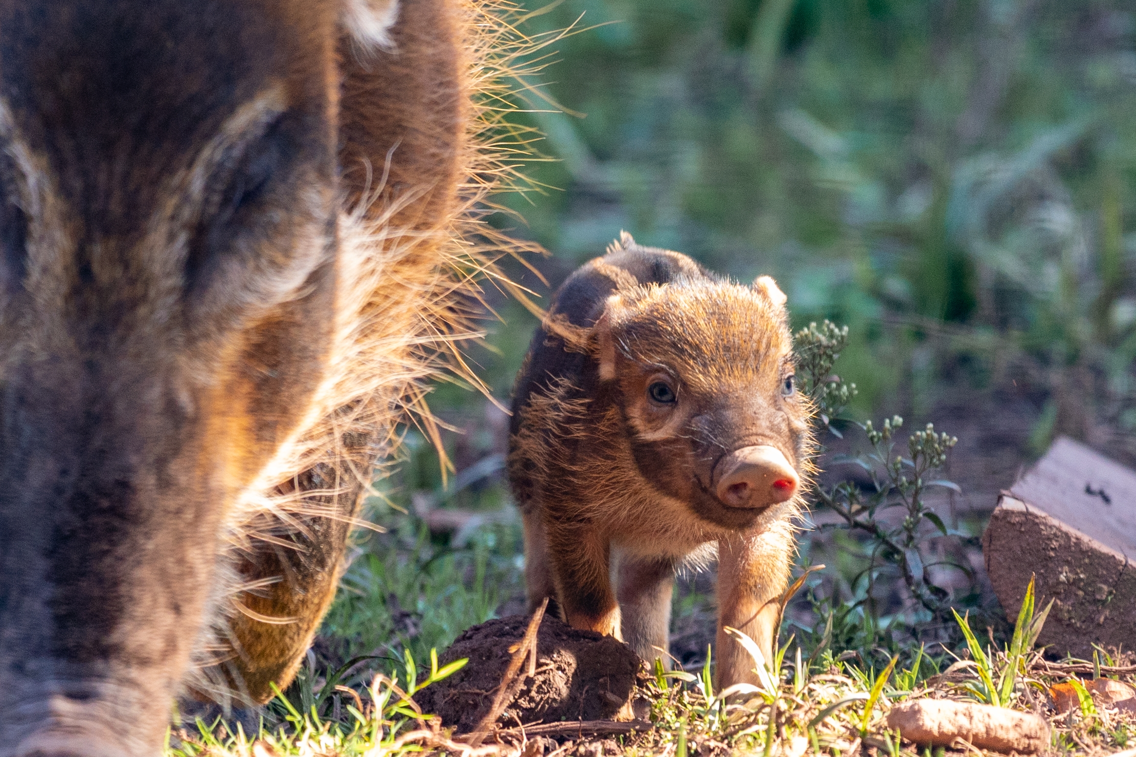 HOGS AND KISSES AS PAIGNTON ZOO’S STAR COUPLE WELCOME THIRD LITTER