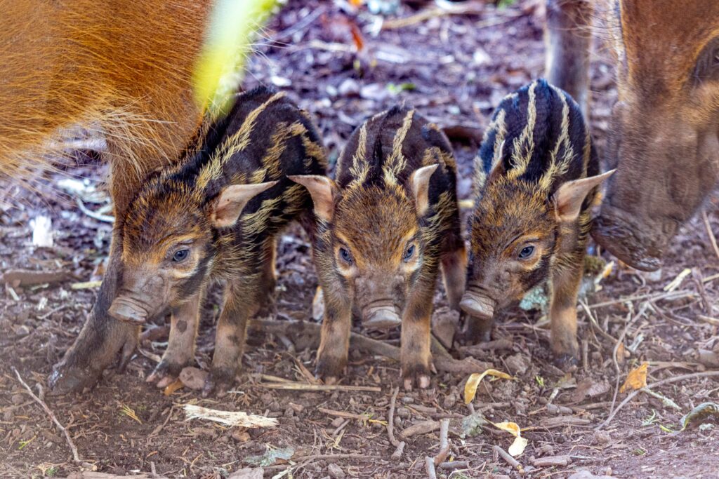 250922 Paignton Zoo Red River Hog Piglets Farah Adaci LR 35