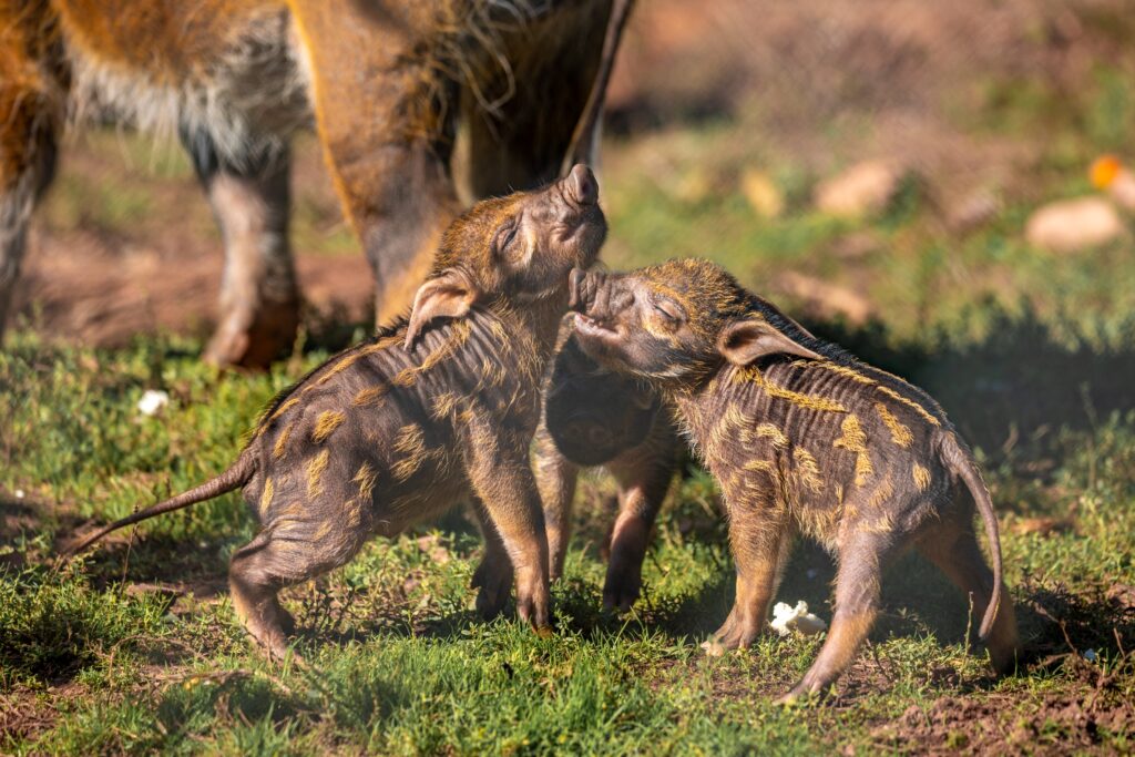 250922 Paignton Zoo Red River Hogs Piglets Farah Adaci LR 4
