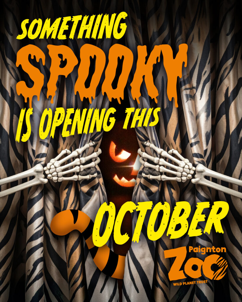 Graphic image of zebra print stage curtains being opened by two skeleton hands, with Sayang the tiger's tail poking out between them, a pumpkins face in the background, and text saying something spooky is opening this october in orange and yellow in front.