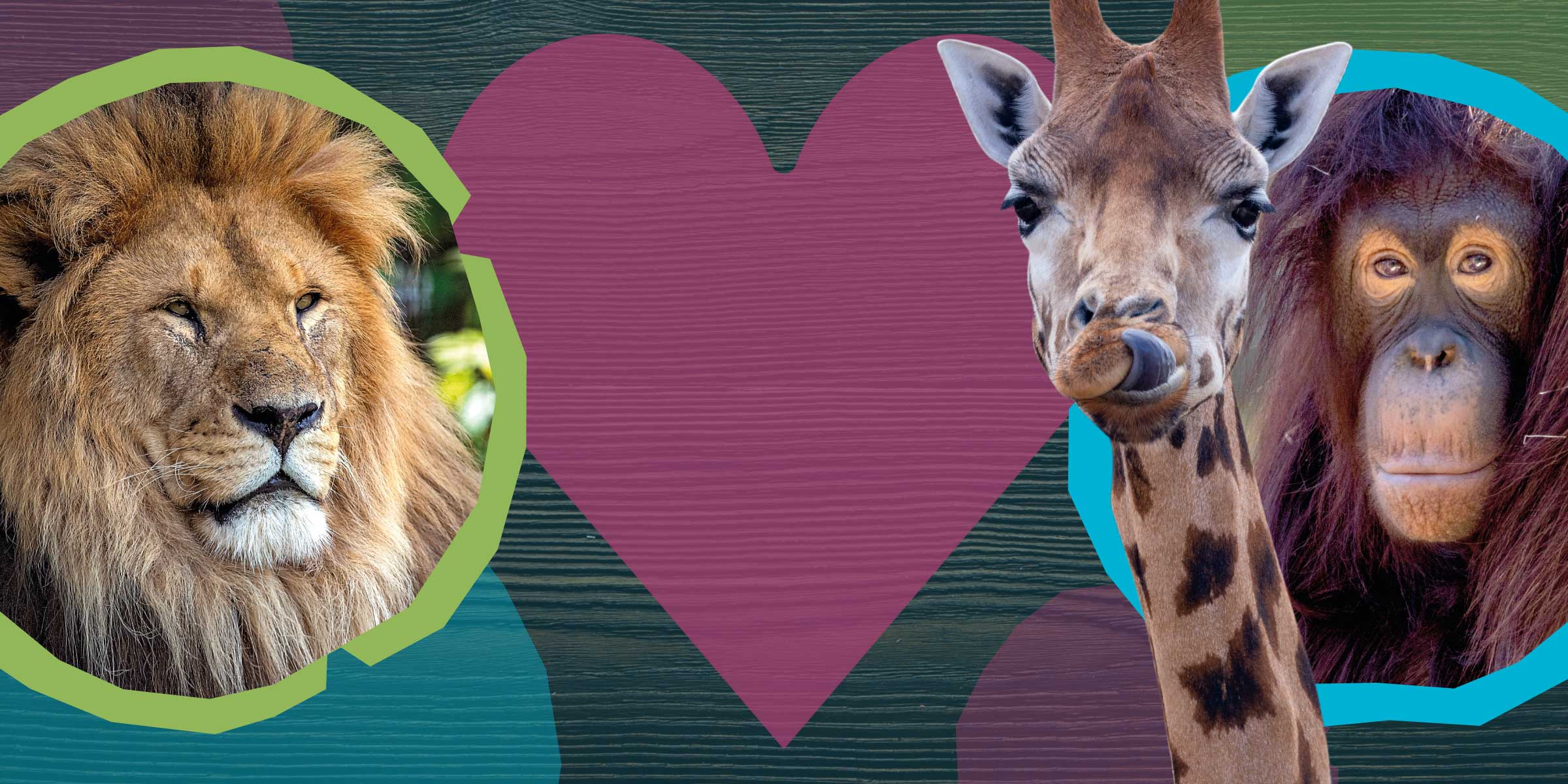 Paignton Zoo Adoption Slider Desktop Background