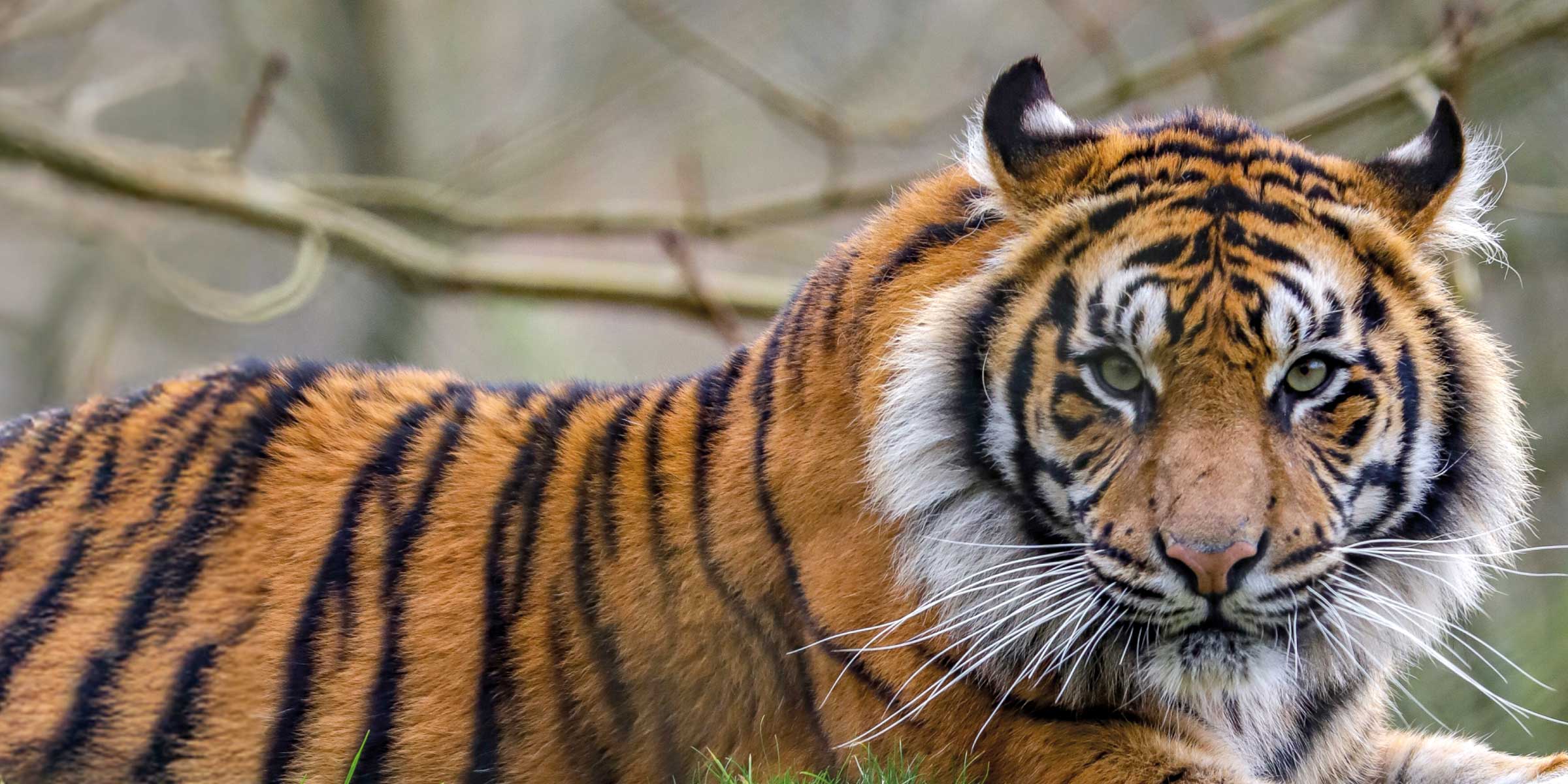 Paignton Zoo Memberships Slider Desktop Background